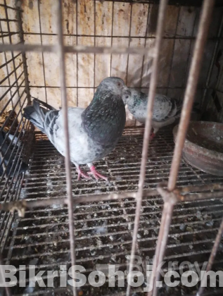 গ্রিজেল কবুতর